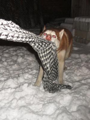 Прикачена снимка