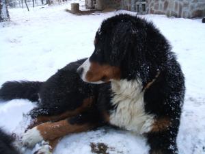 Прикачена снимка