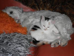 Прикачена снимка