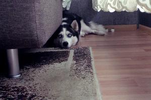 Прикачена снимка