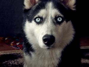 Прикачена снимка