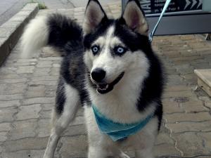 Прикачена снимка