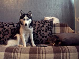 Прикачена снимка