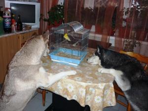 Прикачена снимка