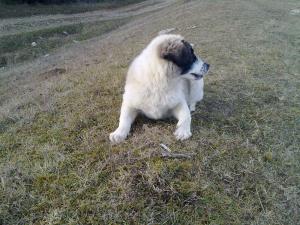 Прикачена снимка