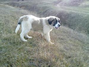 Прикачена снимка