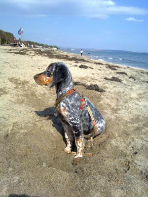 Прикачена снимка