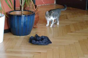 Прикачена снимка