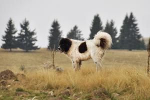 Прикачена снимка