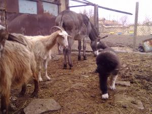 Прикачена снимка