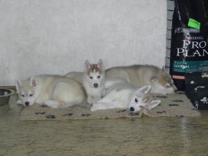 Прикачена снимка