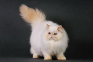 Прикачена снимка
