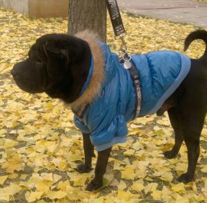 Прикачена снимка