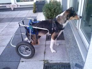 Прикачена снимка