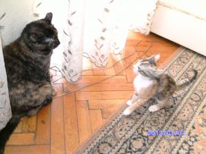 Прикачена снимка