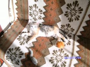 Прикачена снимка