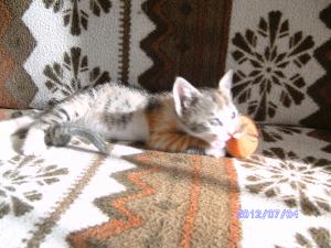 Прикачена снимка