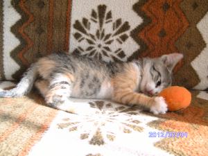 Прикачена снимка