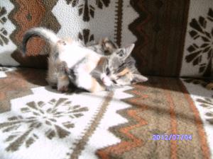 Прикачена снимка