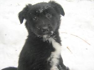 Прикачена снимка
