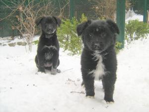 Прикачена снимка