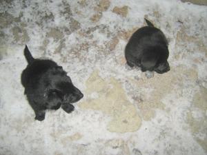 Прикачена снимка