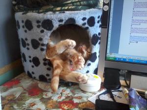 Прикачена снимка