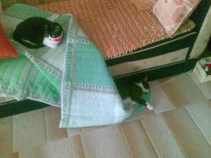 Прикачена снимка