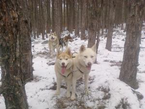 Прикачена снимка