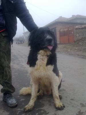 Прикачена снимка