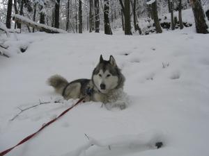 Прикачена снимка