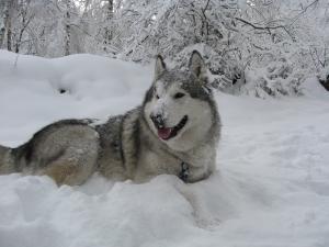 Прикачена снимка