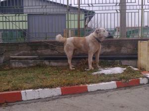 Прикачена снимка