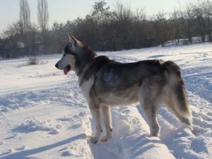 Прикачена снимка