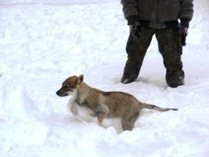 Прикачена снимка