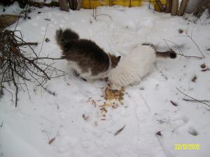 Прикачена снимка