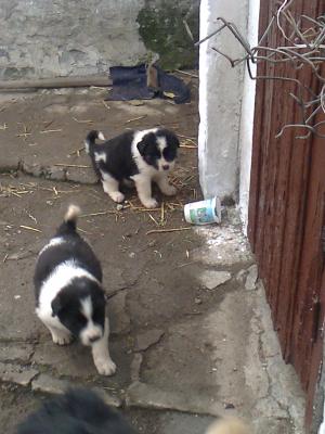 Прикачена снимка