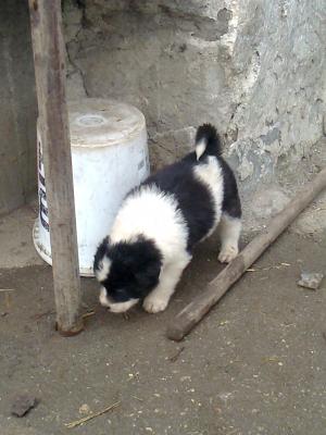 Прикачена снимка