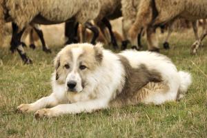 Прикачена снимка