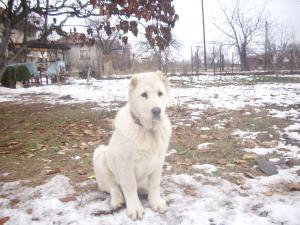 Прикачена снимка