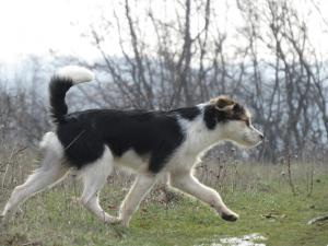 Прикачена снимка