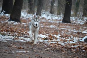 Прикачена снимка