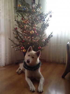 Прикачена снимка
