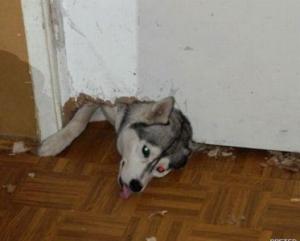Прикачена снимка