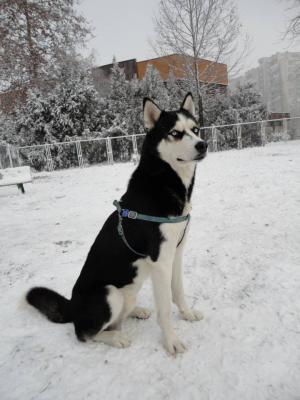 Прикачена снимка