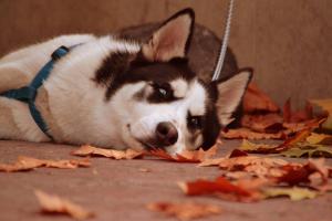Прикачена снимка