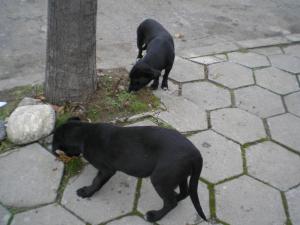 Прикачена снимка