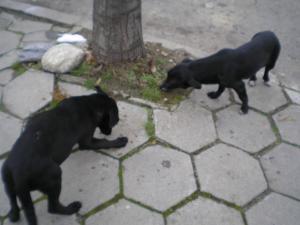 Прикачена снимка