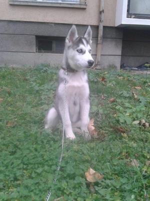 Прикачена снимка