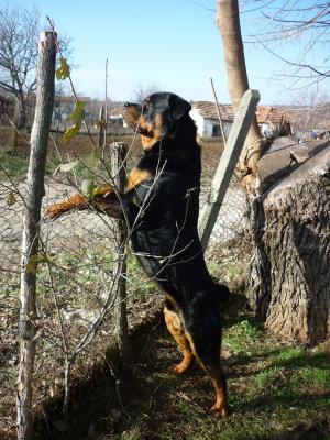 Прикачена снимка